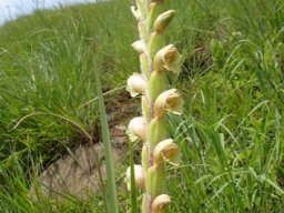 Gladiolus sericeovillosus subsp. sericeovillosus leaves and buds
